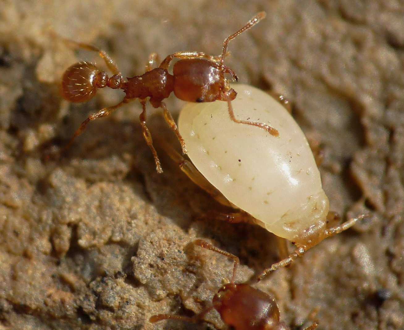 Aphididae ospiti delle formiche Tetramorium : Paracletus cimiciformis